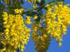 Golden Chain Tree in Bloom